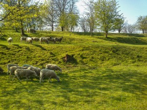 Sheep on grass